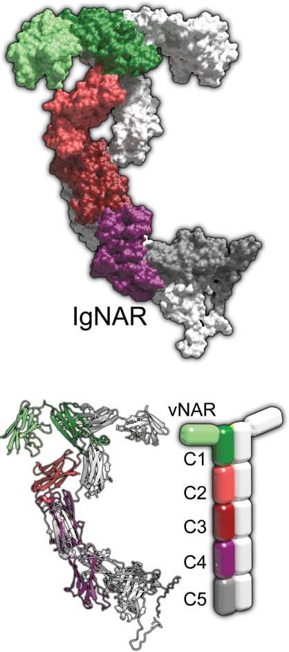Overview & Discovery of IgNARs and Generation of V<sub>NAR</sub>s
